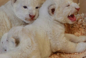 4 white lions, 3 white tigers born in zoo in Poland 